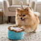 Birthday Boy  | Squeaker Dog Toy