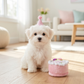 Birthday Girl Toy  | Squeaker Dog Toy