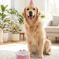 Birthday Girl Toy  | Squeaker Dog Toy