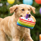 Birthday Cake Slice  | Squeaker Dog Toy