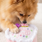 Birthday Girl Toy  | Squeaker Dog Toy
